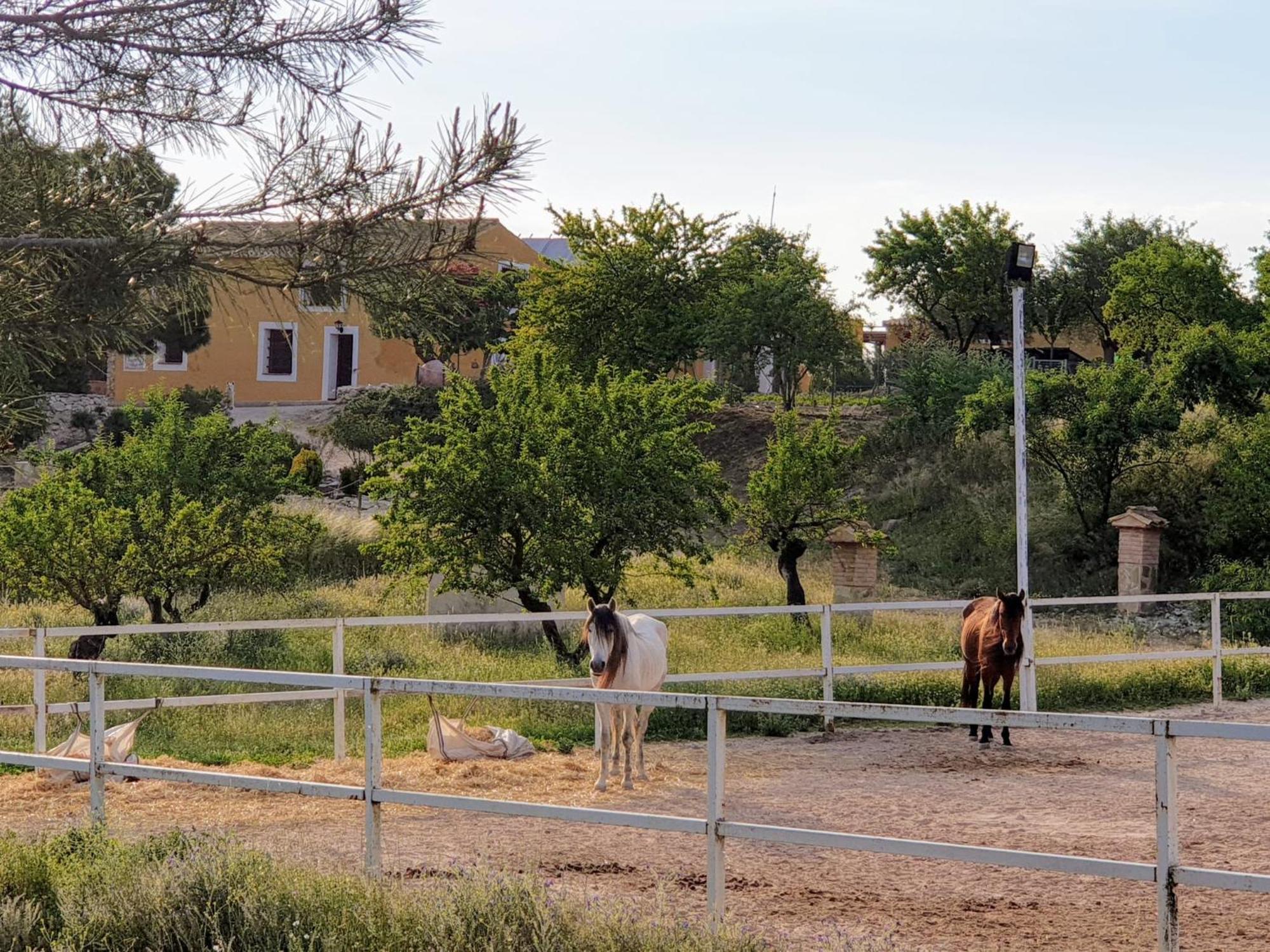 Complejo Rural Las Lomas de Biar Exterior foto